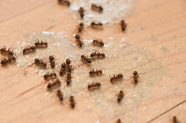Best Pest Inspection Near Me  in Baden, MD